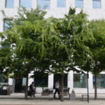 Zelkova_serrata_GreenVase_Bjørvika_Oslo13