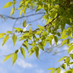Zelkova_serrata_GreenVase_Bjørvika_Oslo8