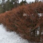 Larix_kaempferi_hekk_Grimstad1