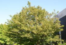 Acer campestre ’Elsrijk’ – trær for torg og plasser