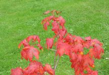 Acer japonicum – små trær med flotte høstfarger