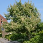 Acer_negundo_cv_København_rev