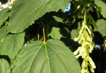 Acer pensylvanicum – trær med flere stammer og stripete bark