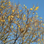 Corylus_avellana_100120_Enningdal1