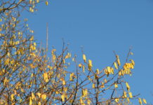 Mot normalt – hasselen blomstrer i januar