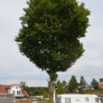 Quercus_petraea_Moysand2
