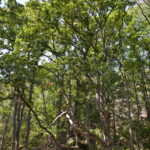 Quercus_petraea_Moysand3
