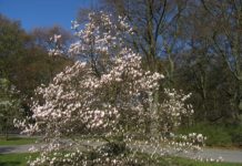 Magnolia x soulangeana – med praktfull blomstring om våren