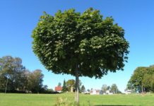 Acer platanoides ‘Globosum’ – spisslønn med kuleformet krone