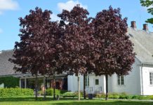 Acer platanoides ‘Royal Red’ – rødbladet spisslønn