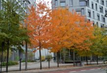 Acer rubrum – lønn med prydverdi til ulike årstider
