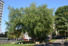 Acer saccharinum ’Pyramidale’ – sølvlønn med slank krone og flikete blader