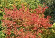 Acer tataricum ssp. ginnala – en fargerik lønn for innlandsstrøk