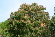 Aesculus x carnea – hestekastanje med rosarøde blomster