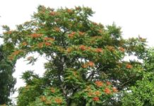 Ailanthus altissima – eksotisk, men spredningsvillig