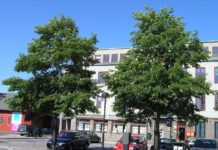 Alnus x spaethii – frodige oretrær for gatemiljø