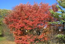 Amelanchier laevis – lite tre eller stor busk med rødlig pryd