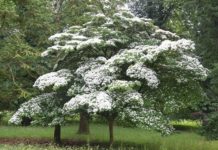 Benthamidia – storblomstret kornell
