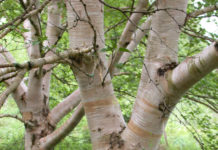 Betula ermanii – østlig bjørk med vakker stammebark
