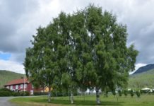Betula pendula ‘Dalecarlica’ – en pollenfri og fliketbladet hengebjørk