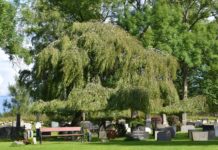 Betula pendula ’Youngii’ – med tradisjoner som sørgetre