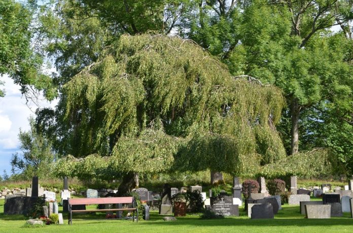 Betula_pendula_Youngii_Ås4-just