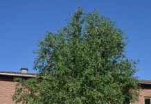 Betula utilis var. jacquemontii – kritthvite bjørkestammer fra Himalaya