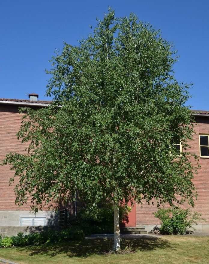 Betula_utilis-just