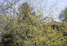 Cornus mas – påskegul attraksjon om våren