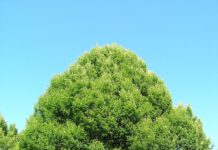Carpinus betulus ’Fastigiata’ – agnbøk med kompakt krone