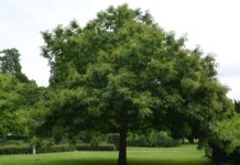 Castanea sativa – en eksotisk slektning av bøk