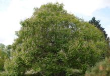 Catalpa – trær med trompetformete blomster