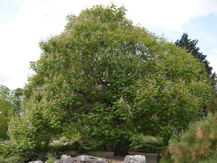 Catalpa_erubescens(x)_Purpurea_Cambridge6-just