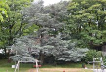 Cedrus atlantica – et vakkert bartre fra Afrika