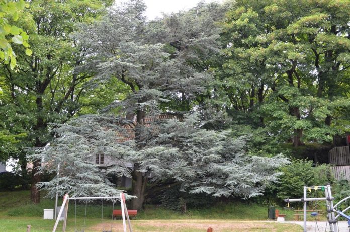 Cedrus_libani_AtlanticaGlauca_Stavanger1-just