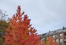 Cercidiphyllum japonicum – med flotte farger og kakeduft før bladfall
