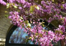 Cercis canadensis og C. siliquastrum – med lillarød eksplosjon om våren