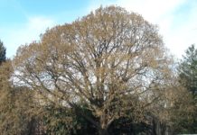 Corylus colurna – store hasseltrær med omfangsrik krone