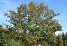 Crataegus intricata – oppstammet og vinterherdig hagtorn