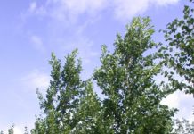 Alnus glutinosa ’Sakari’ – en slank svartor fra Finland