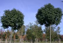 Fraxinus ornus ’Meczek’ – blomstrende ask med kompakt krone