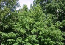 Pterocarya fraxinifolia – vingenøtter i hengende aks avslører arten