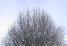 Prunus padus ’Erecta’ – hegg med eggformet krone