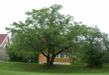Juglans cinerea – et mer vinterherdig valnøttre for byens parker