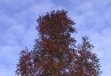 Fraxinus angustifolia ’Raywood’ – med røde årsskudd og gode høstfarger