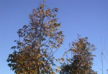 Fraxinus pennsylvanica ’Cimmzam’ – et robust tre for urbane uterom