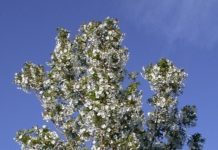 Prunus ’Umineko’ – riktblomstrende prydkirsebær