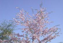 Prunus ’Accolade’ – en æresbevisning i rosa om våren