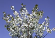 Prunus x gondouinii ’Schnee’ – sterile kirsebærtrær med kompakt krone