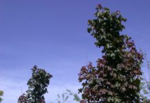 Acer platanoides ’Deborah’ – spisslønn med tilleggspryd